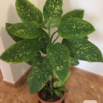 Difenbachie, vzrostlé, dekorativní